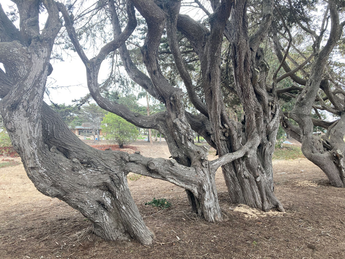 Cypress at Locke Paddon park