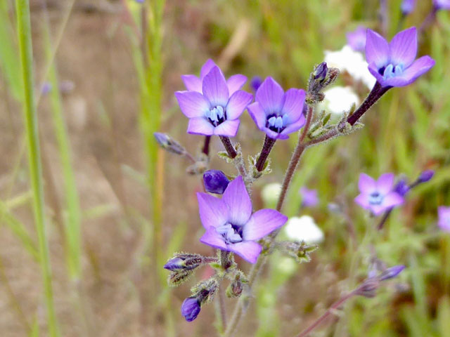 Gilia tenuiflora ssp. arenaria CalScape